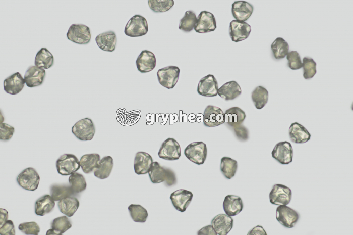 Pollen Bouleau x100 - gryphea.com